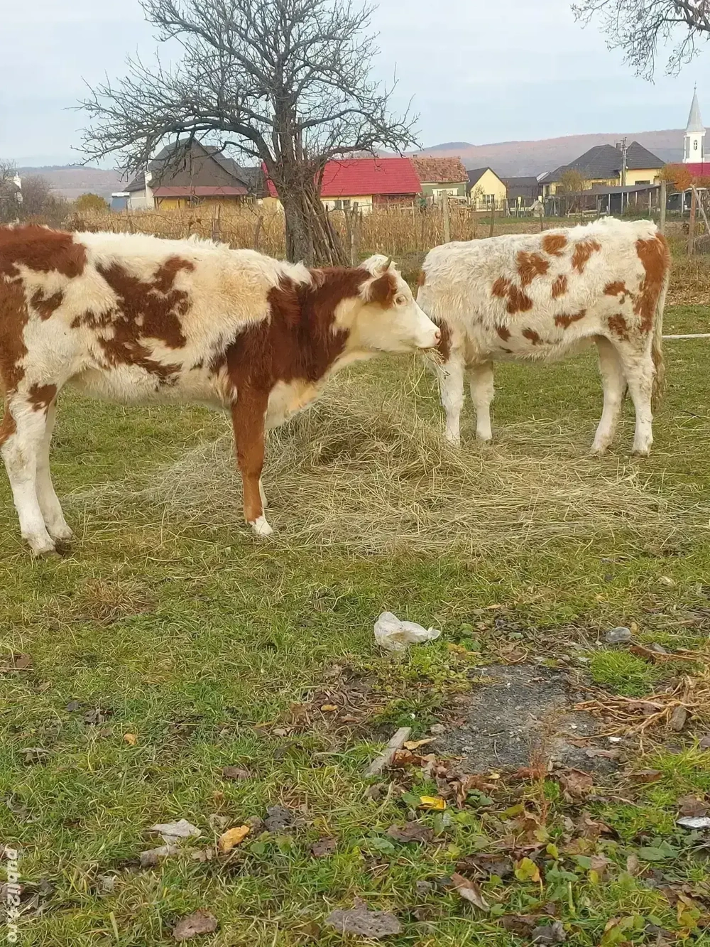 vand vitele din vaci bune de lapte mai multe la telefon  