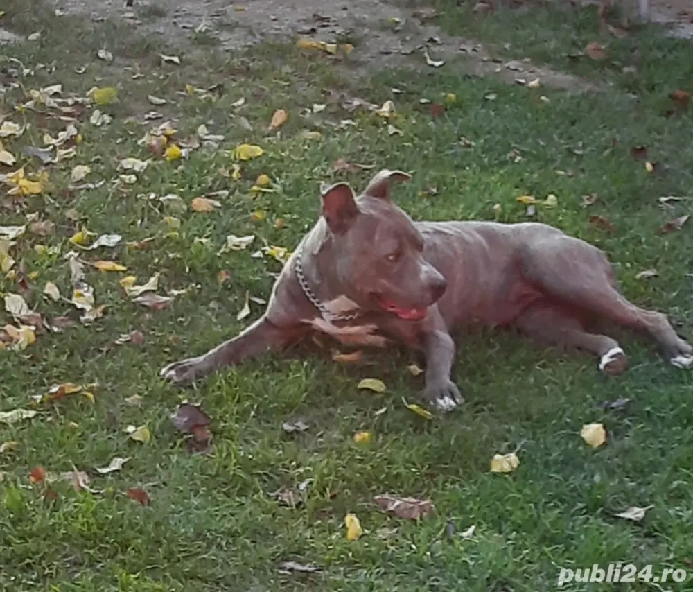 amstaff blue fawn tigrat