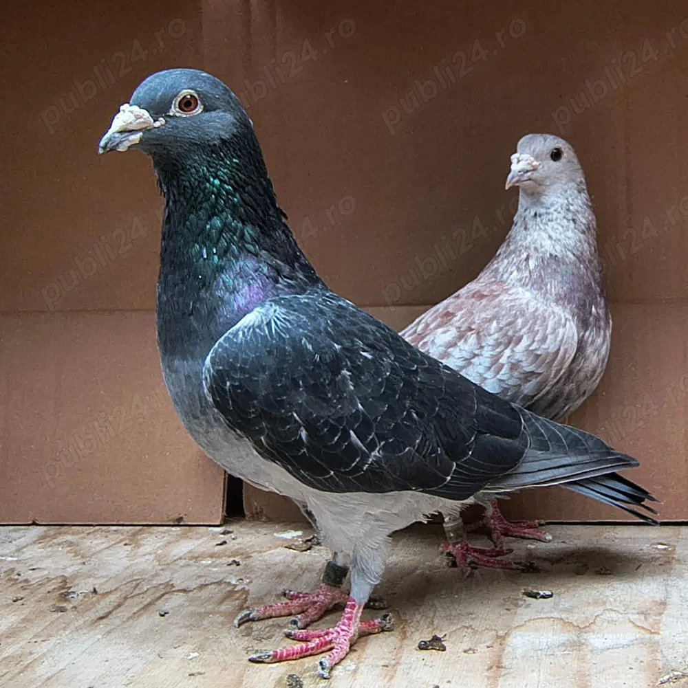 Porumbei voiajori, tineret 2025 și din matca