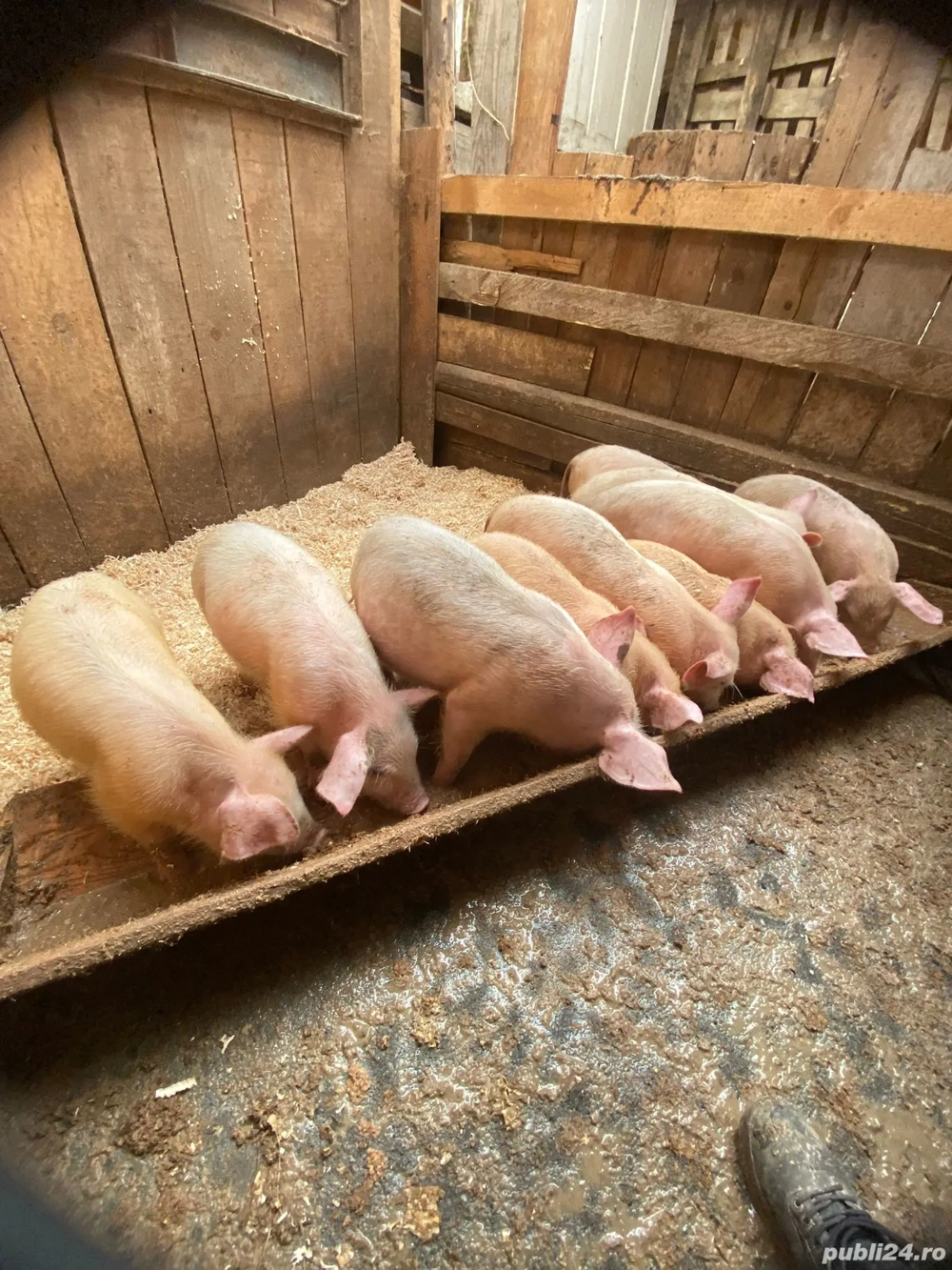 Sunt de rasa Yorkshire Large White