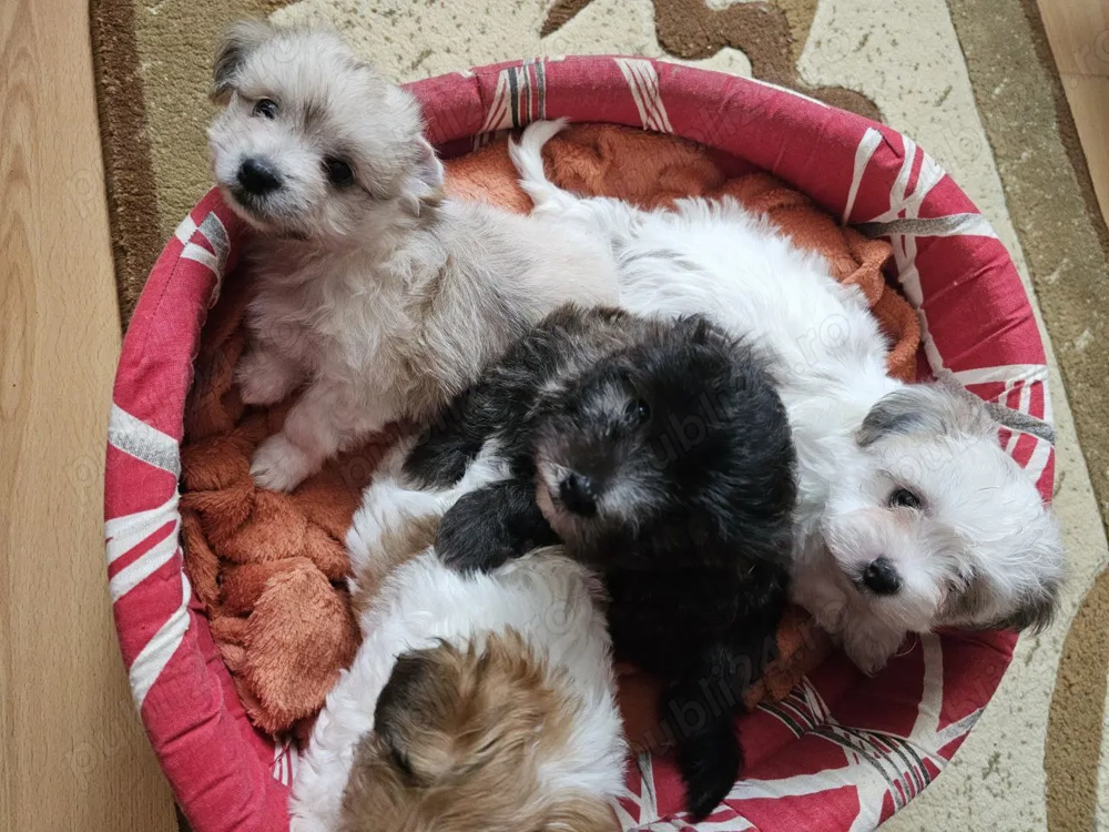 Trei pui de Bichon Havanez