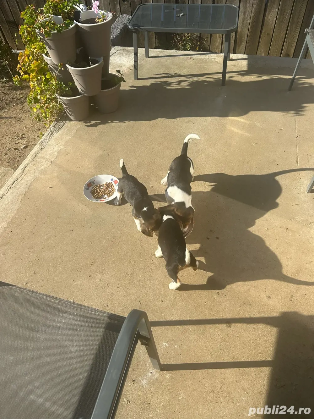 Vand 3 catei beagle tricolor.