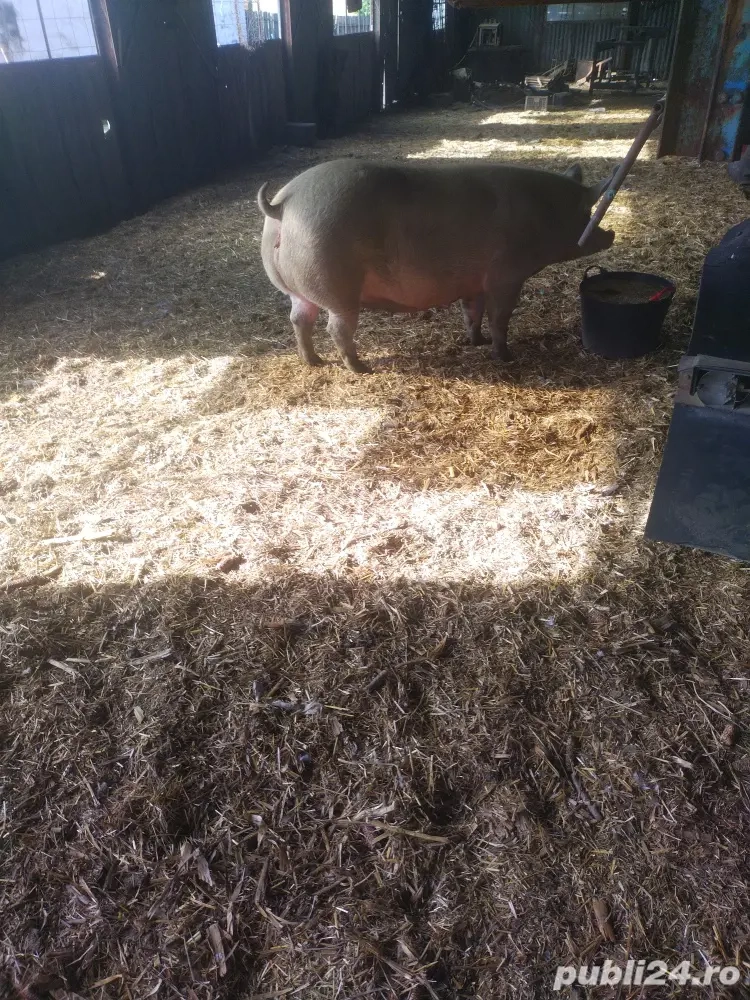 vinzare Duroc