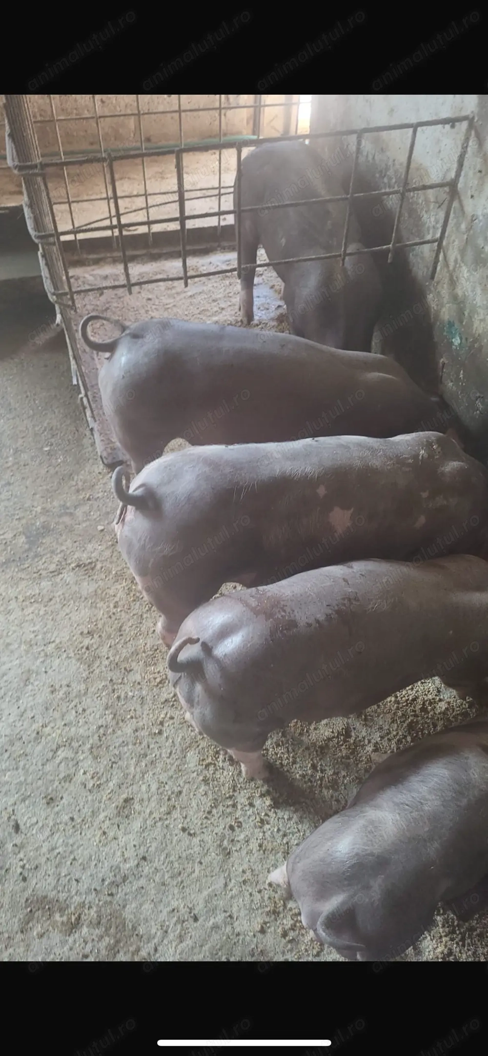 Porci de rasă pietrean grasuni 