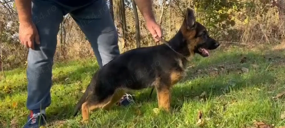 Femela ciobanesc german