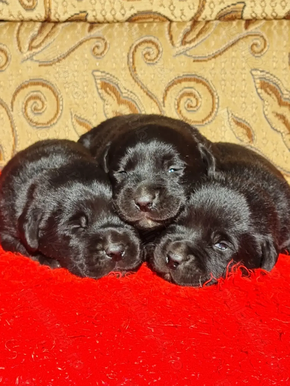 Labrador Retriever Negru Puiuti Masculi disponibili pentru rezervare