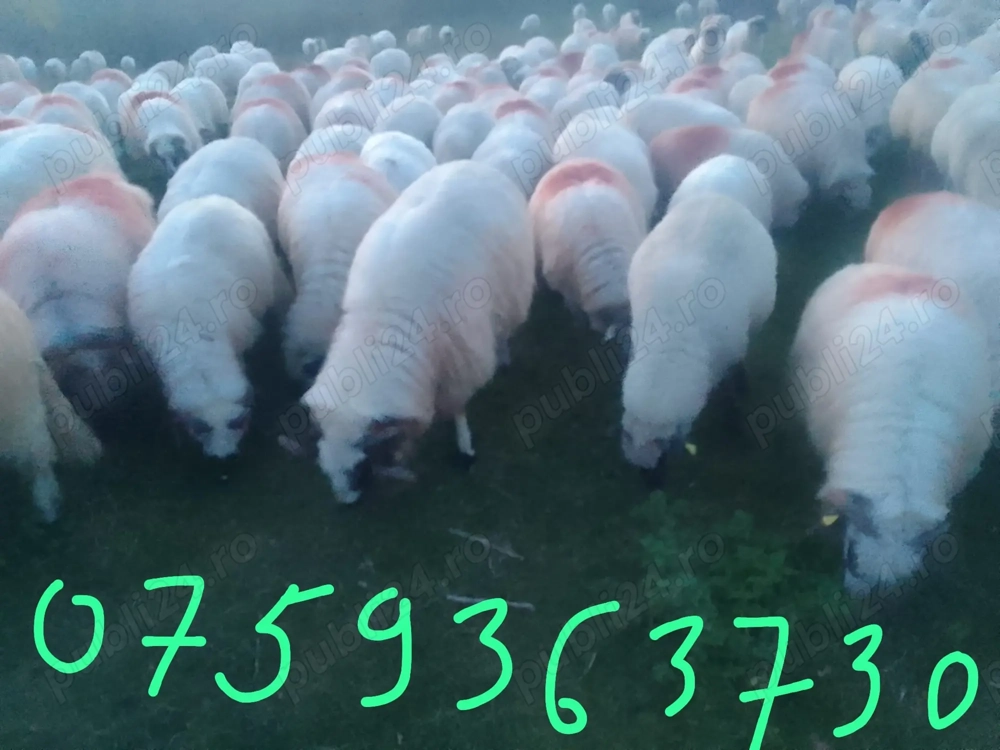 Vând oi frumoase merită văzute 