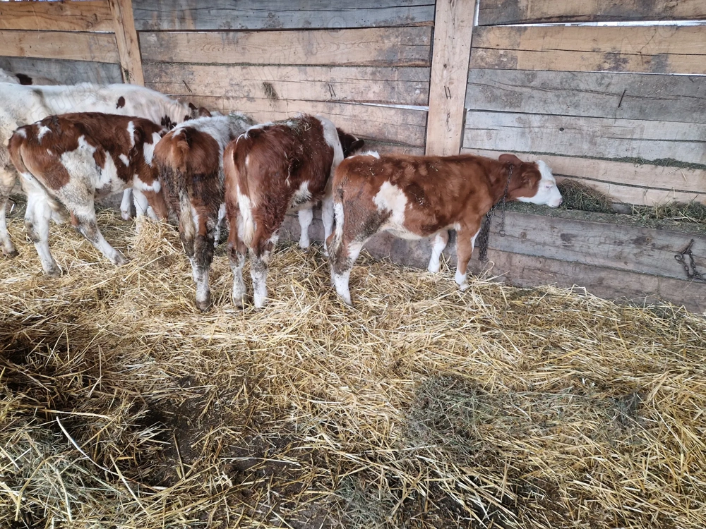 Vand 4 vitele baltate