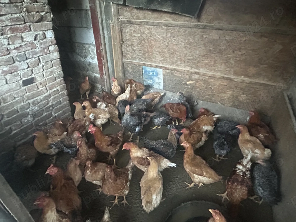 Vând pui de găină mixti