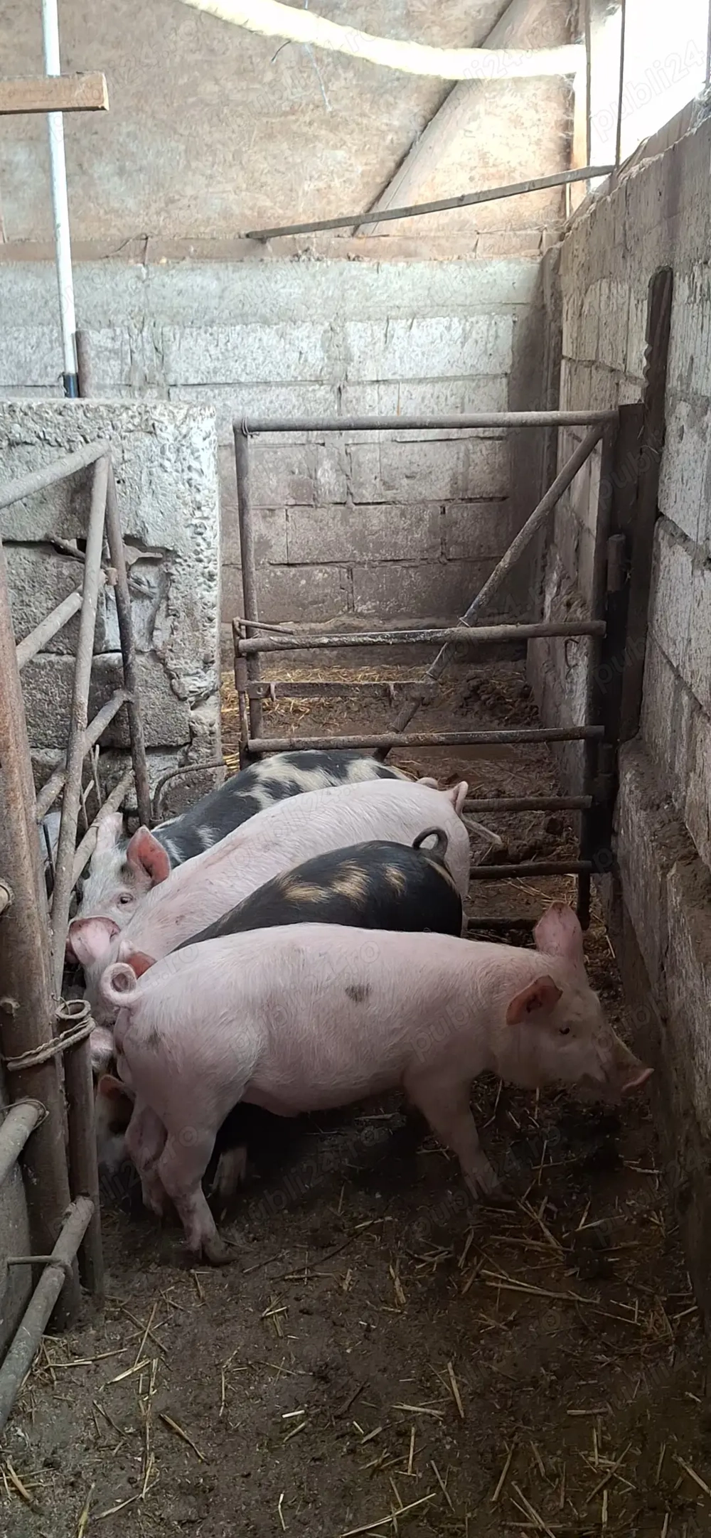 Ultima pereche , purcei sanatosi 