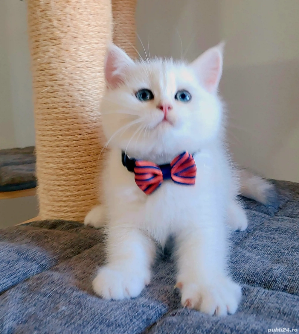 british shorthair golden point