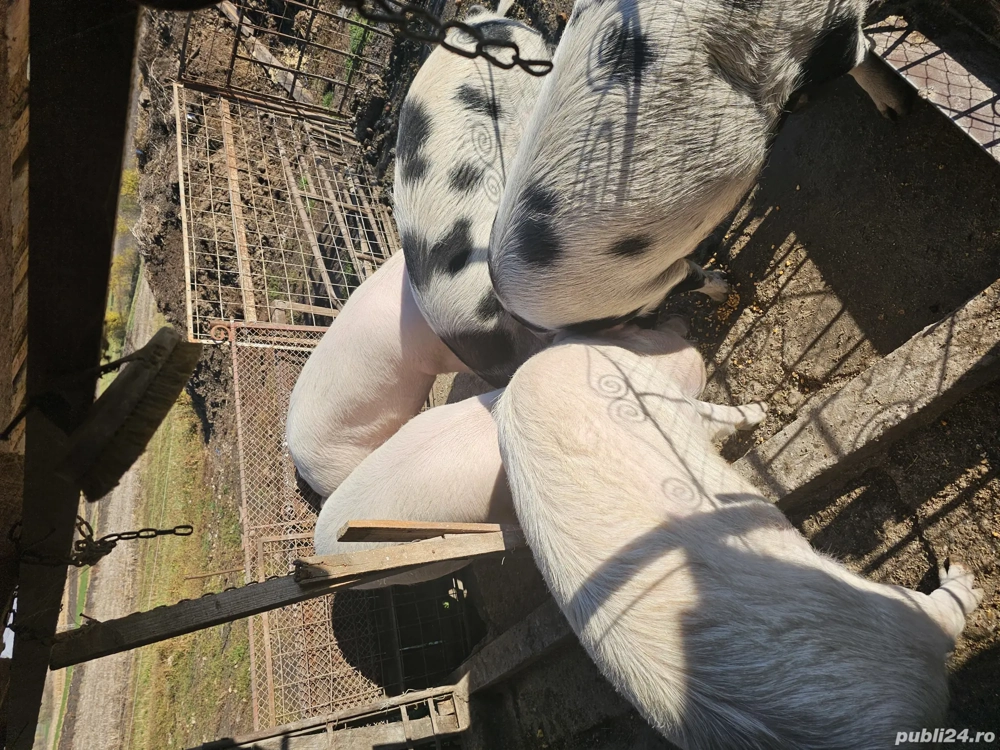 De vânzare purcei, șoldani 