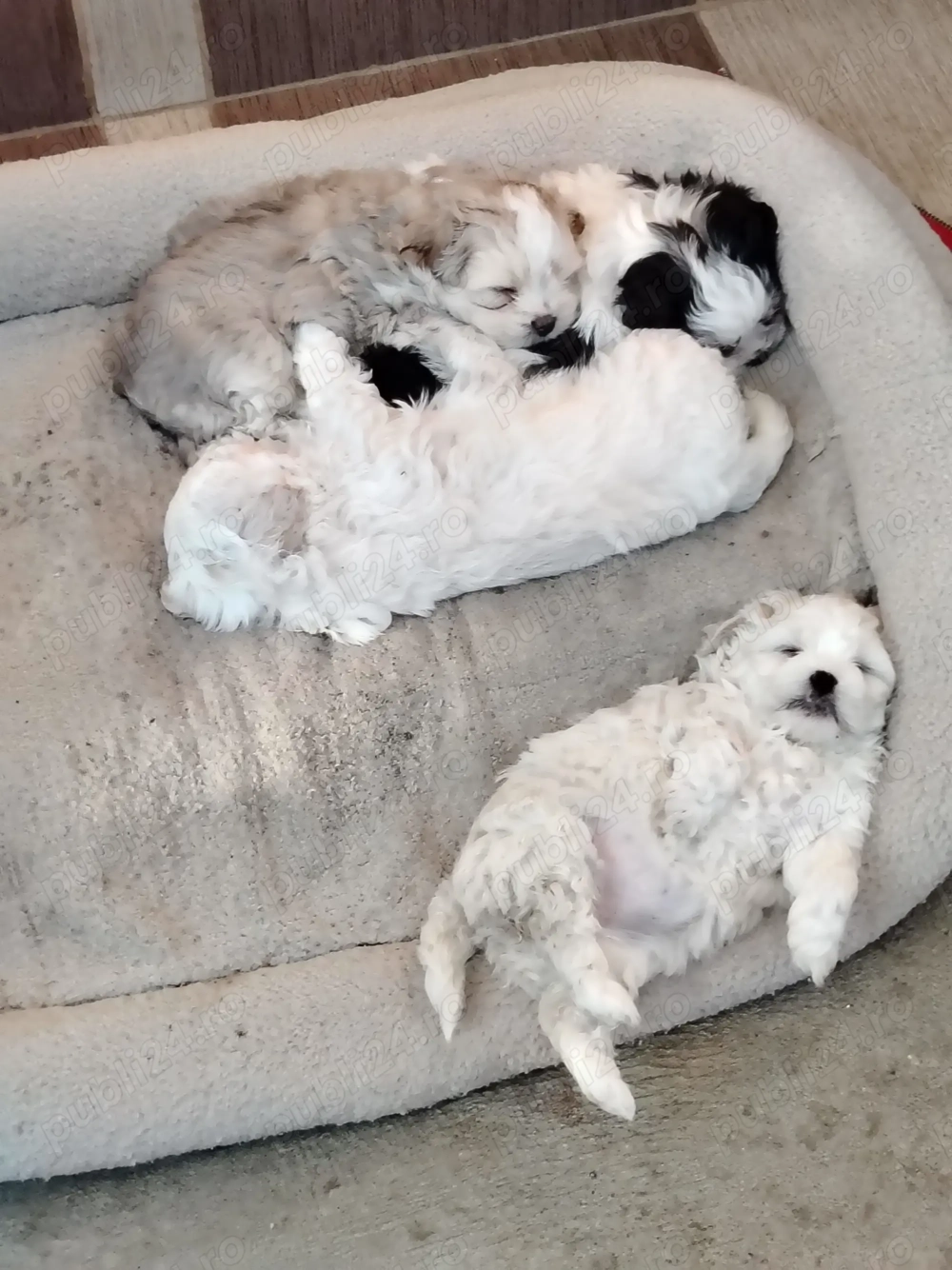 2 Băieți 2 Fetițe Bichon