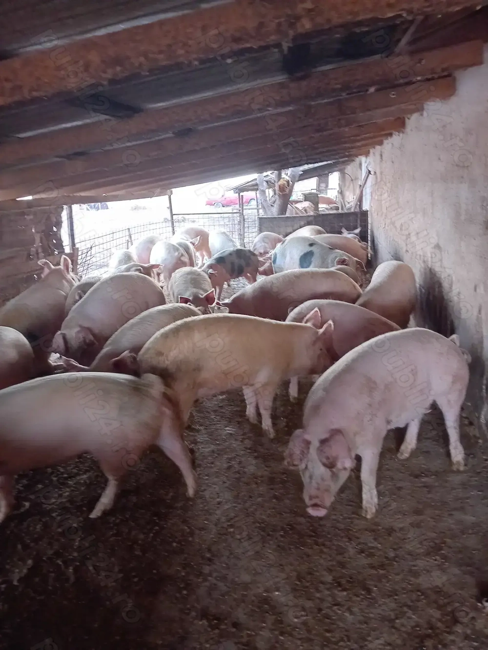 Porci de vanzare  110 si 150 kg 