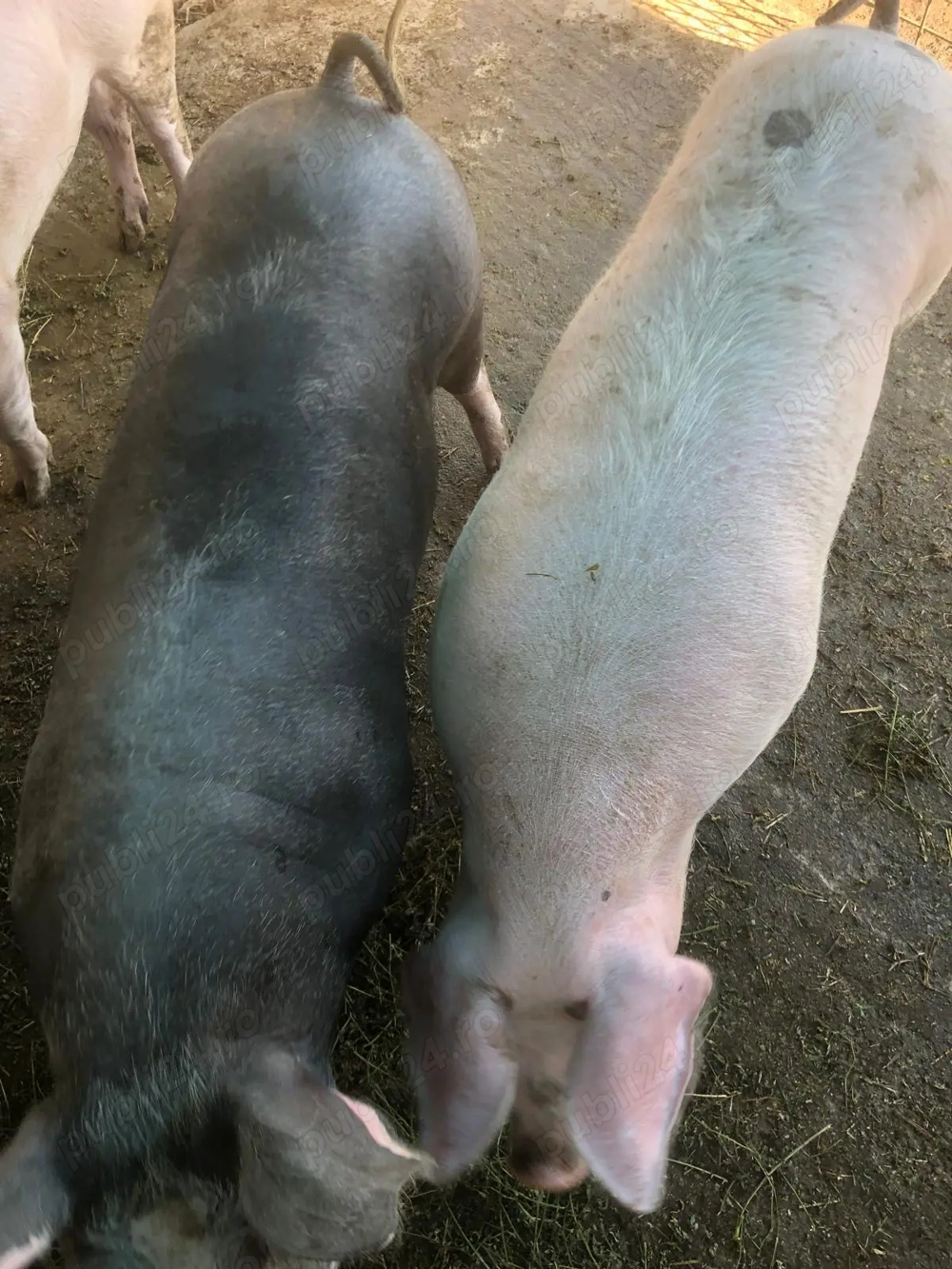 Vând porc de aproximativ 150 kg