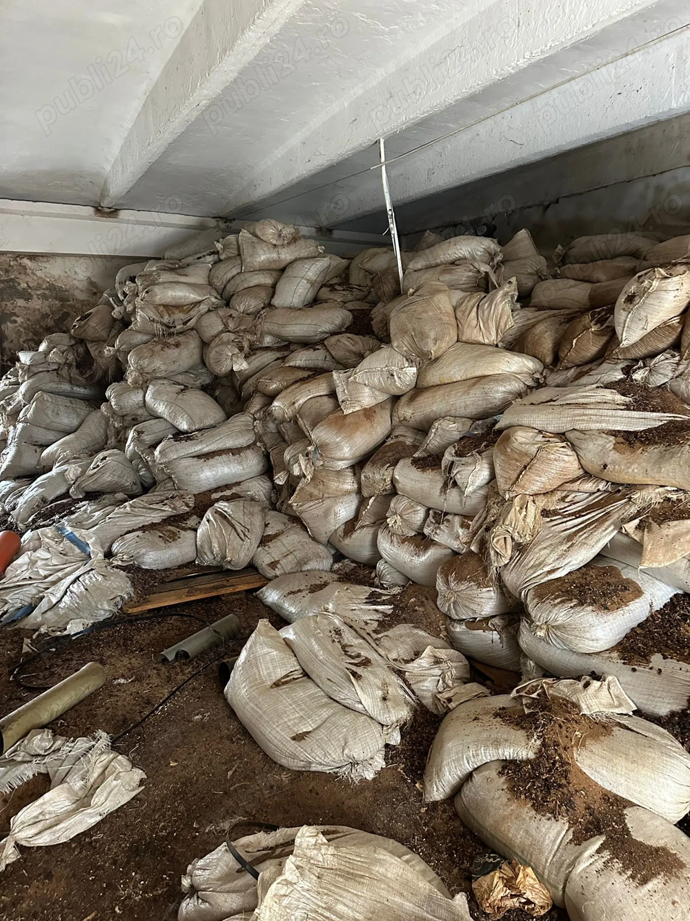 Miez de nuca,miez de nuca cu coaja