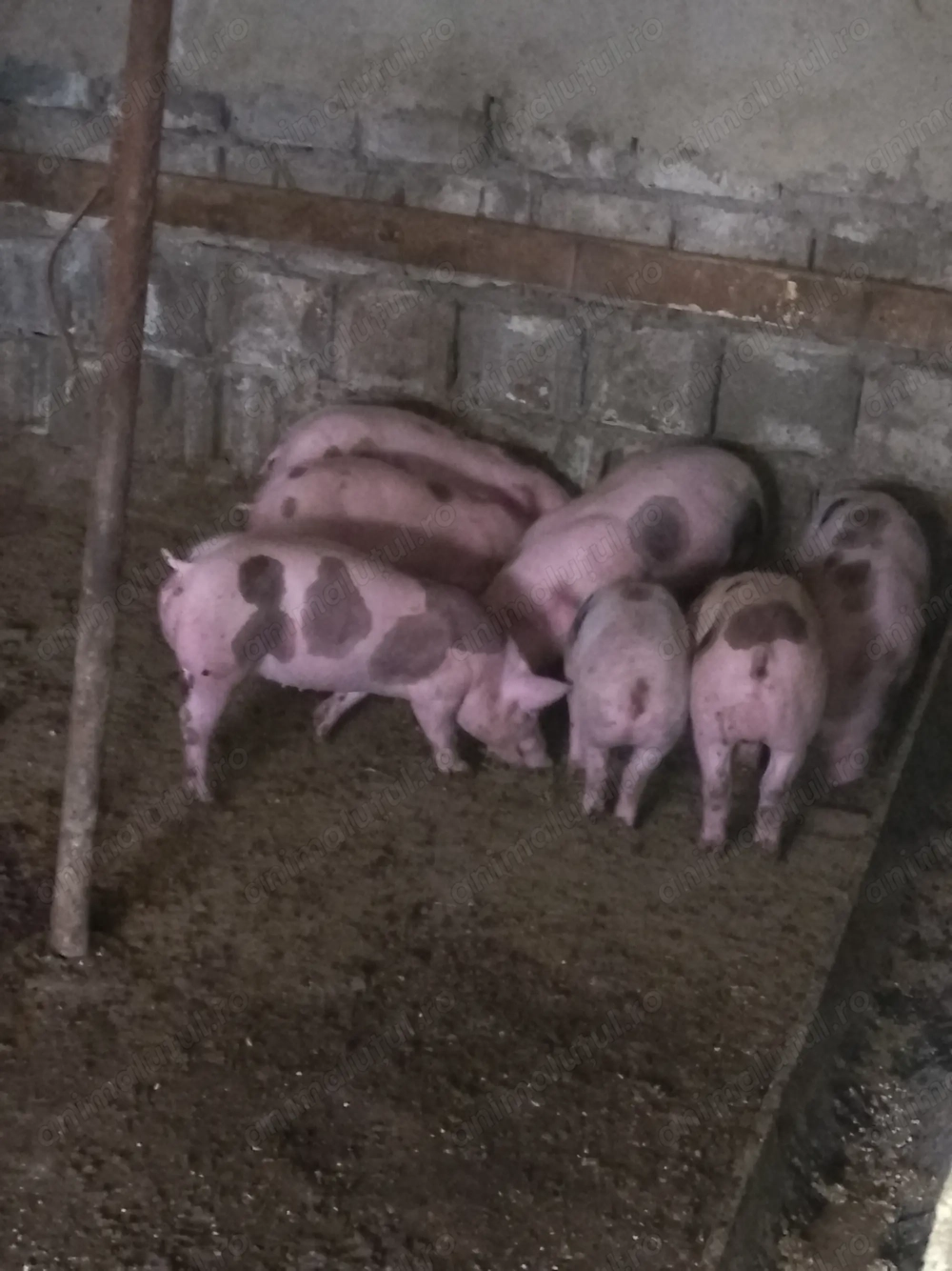 Vând purceii de 6 săptămâni 