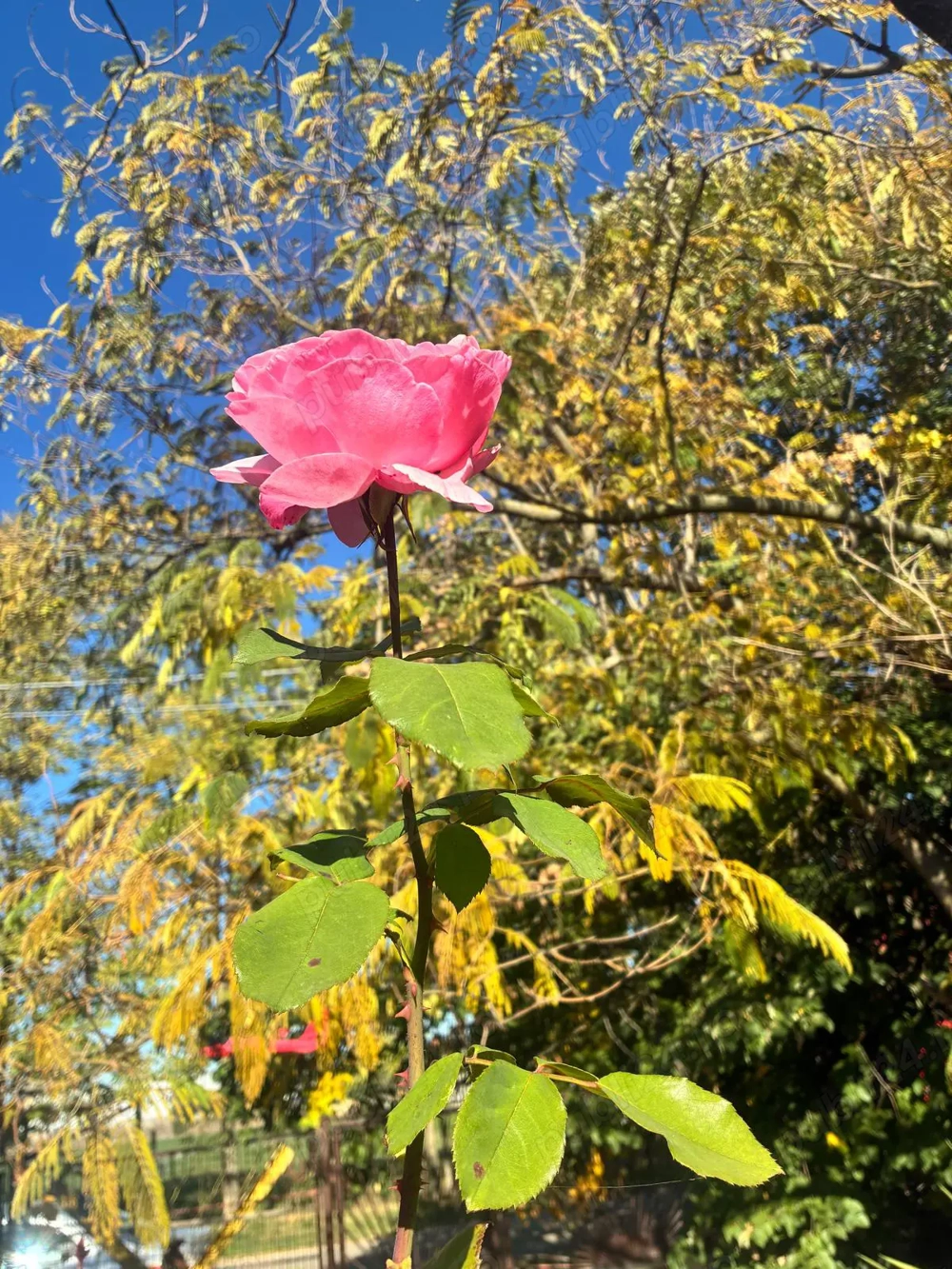 Apartament central de inchiriat