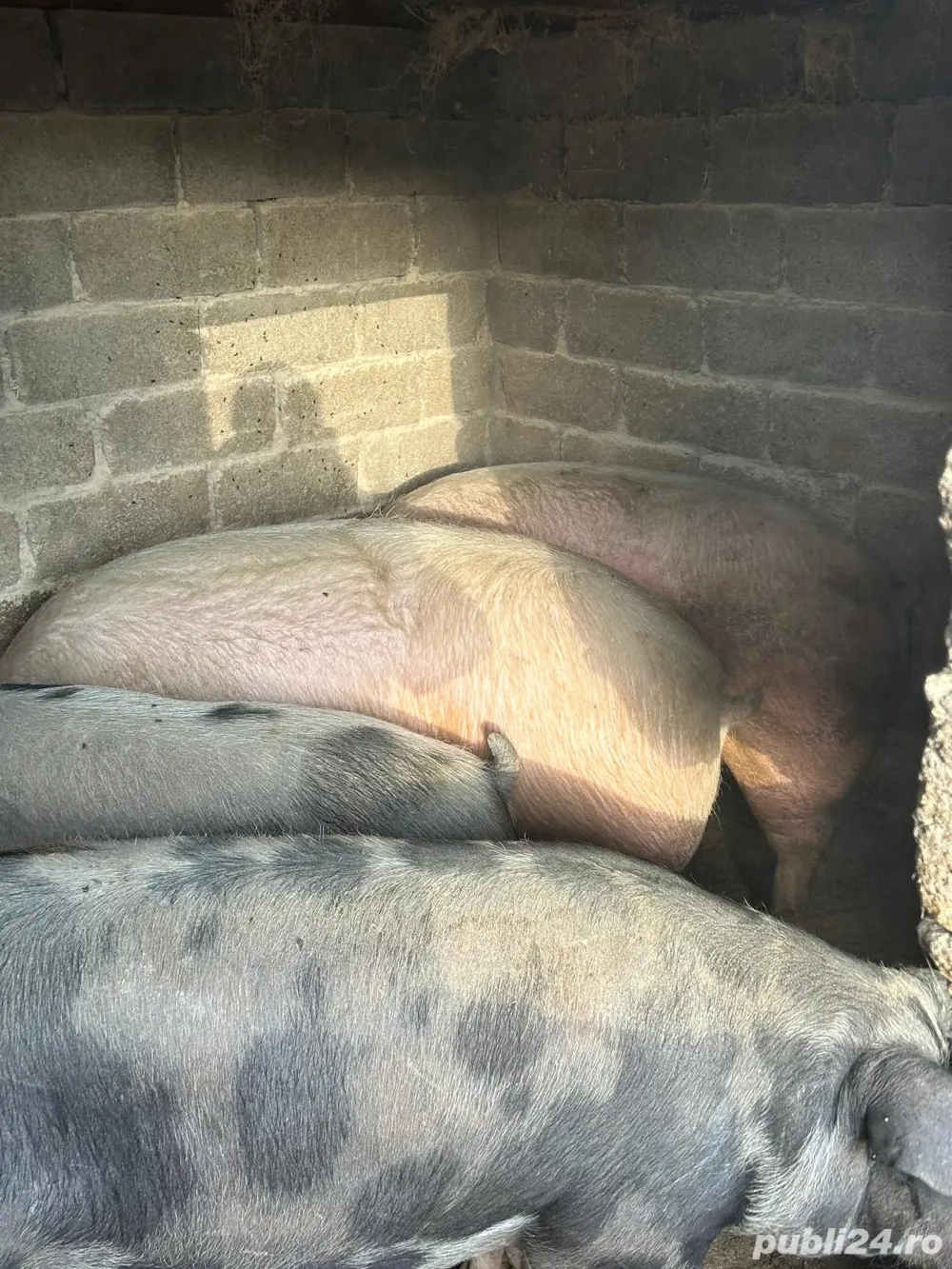 vand porci 13 lei kg