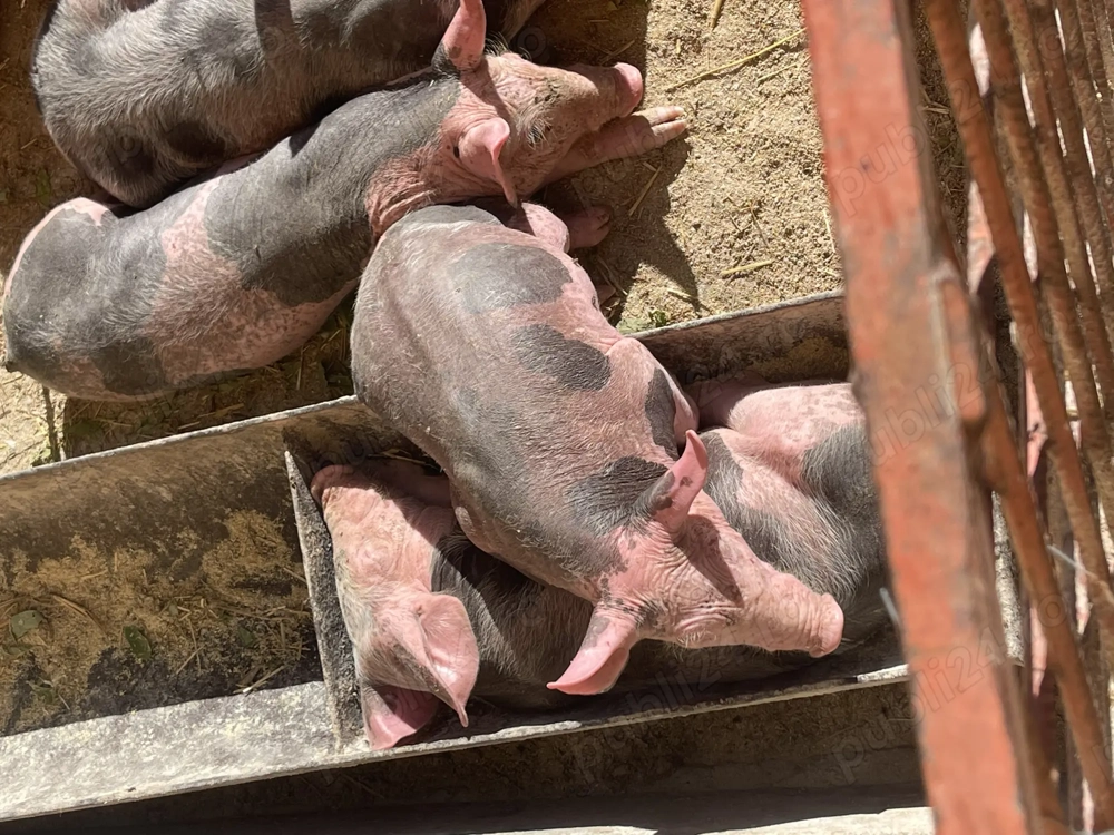 Purceluși de vânzare 