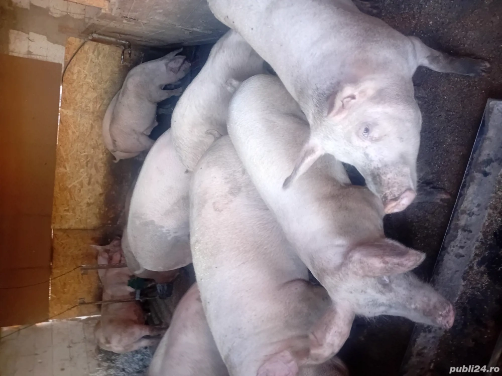 porcii de vanzare 