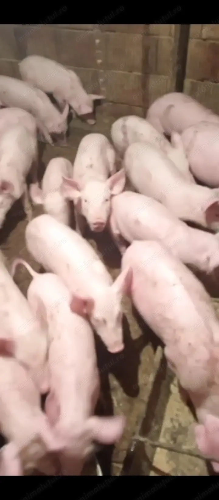 Purcei de vânzare landrace 20 de bucăți la 350 bucata