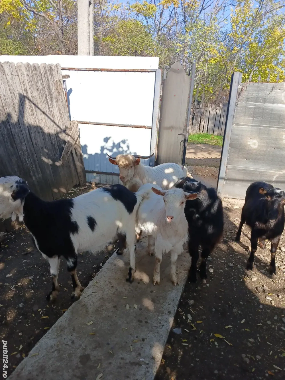 vând doi țapi și o iadă