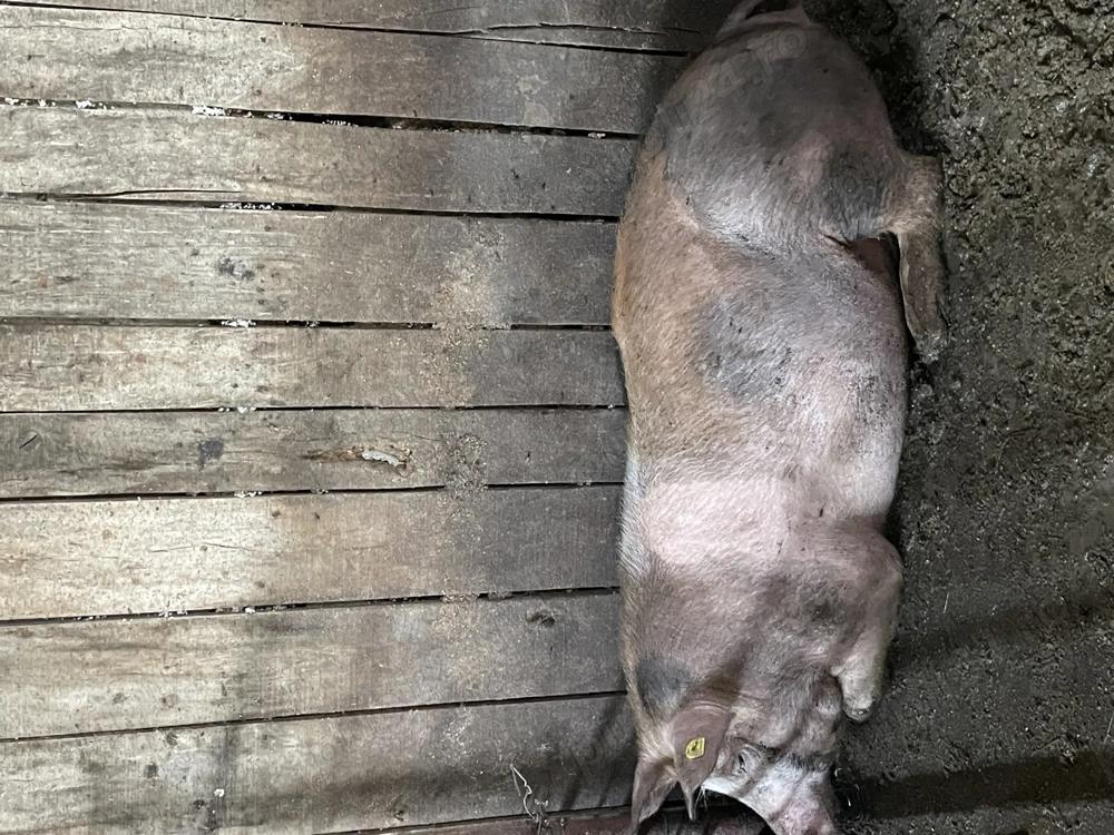 Vând pentru Crăciun 