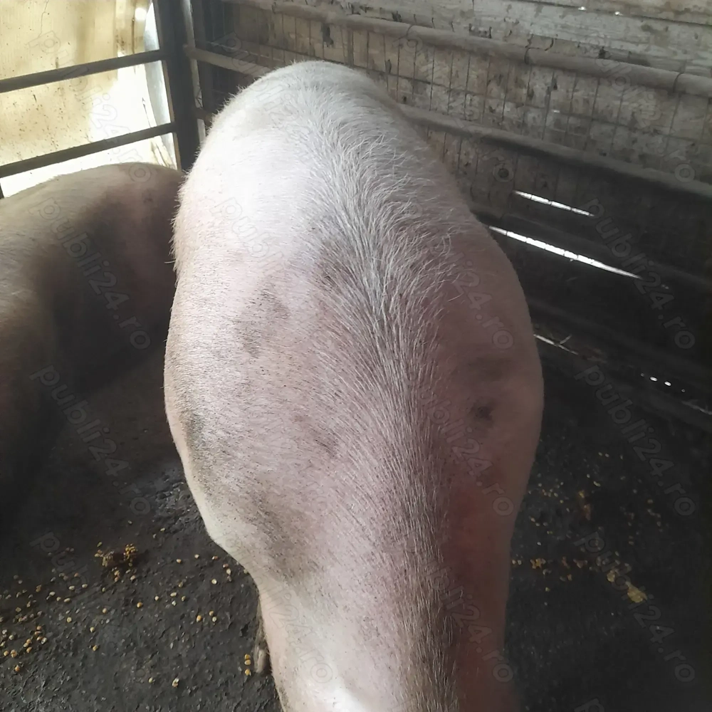 Porci de vanzare 