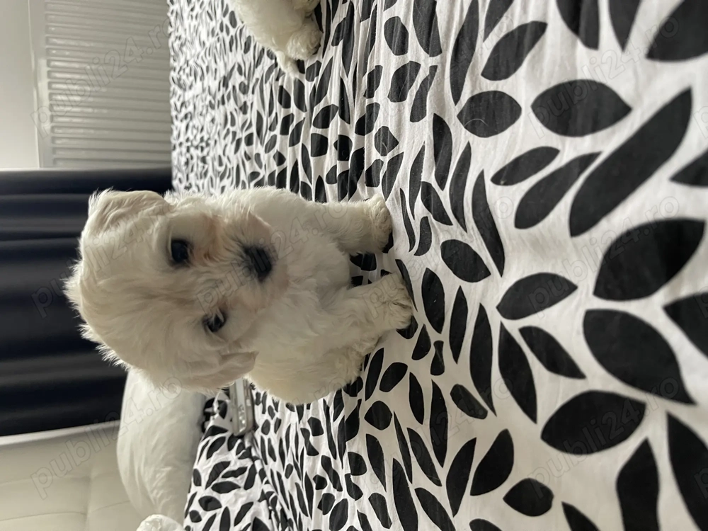 Bichon maltez mini toy