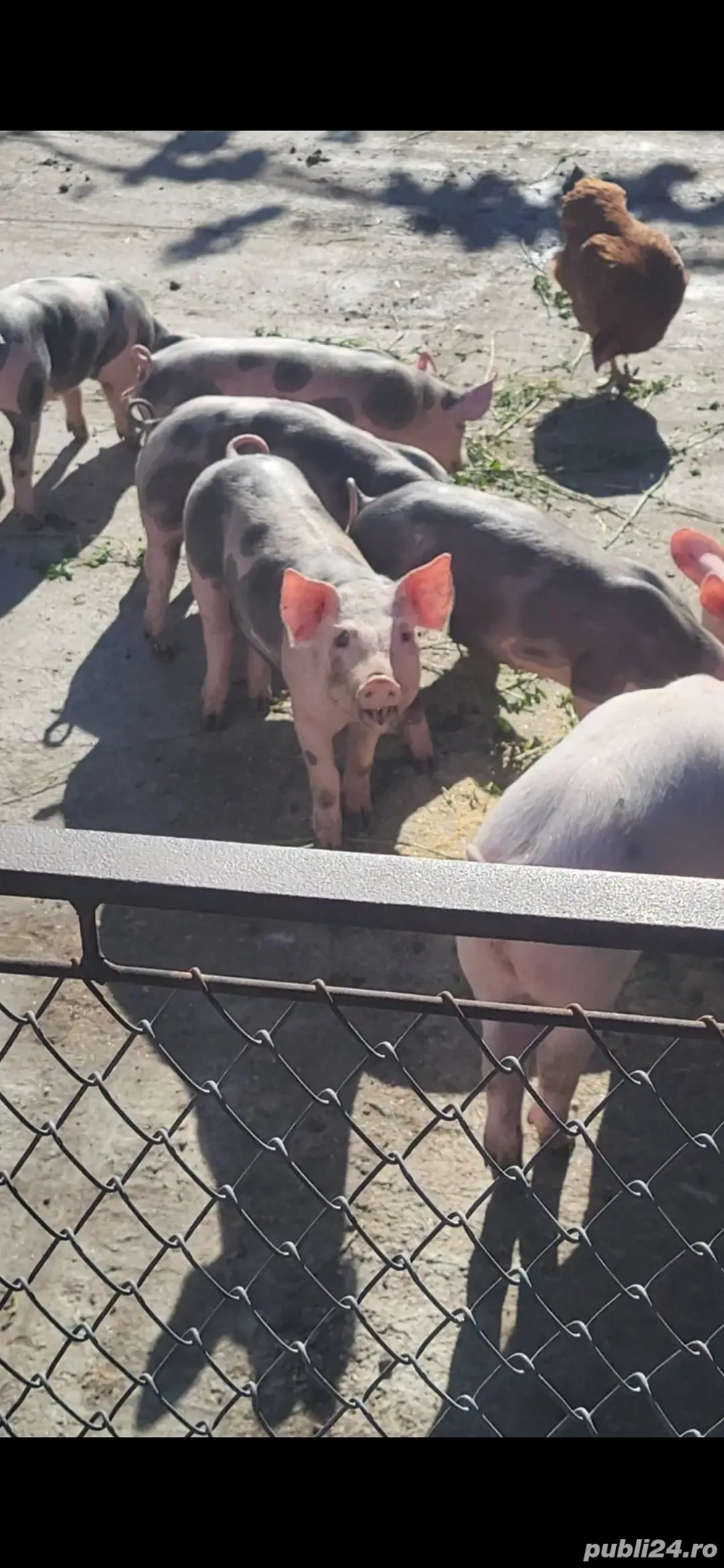 Vand 3 purceii pietran 