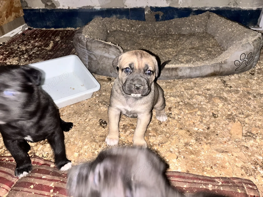 Cățeii Cane Corso 