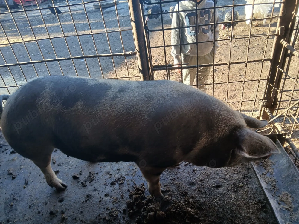 Vand purcea  de carne