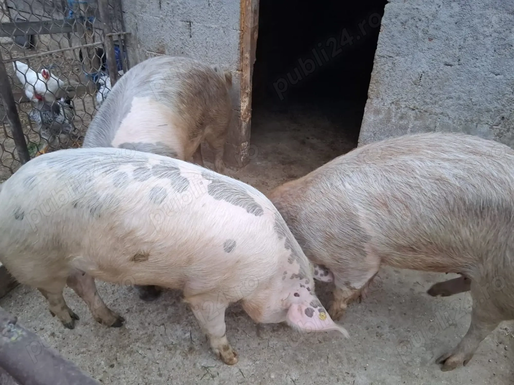 Porci de vânzare 