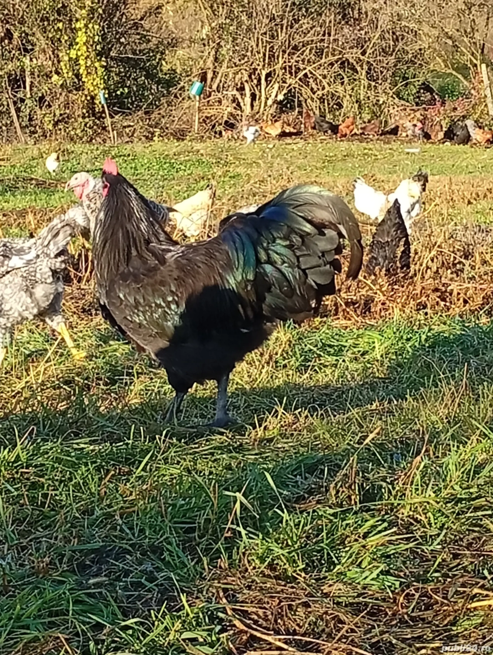 cocosi Australorp 