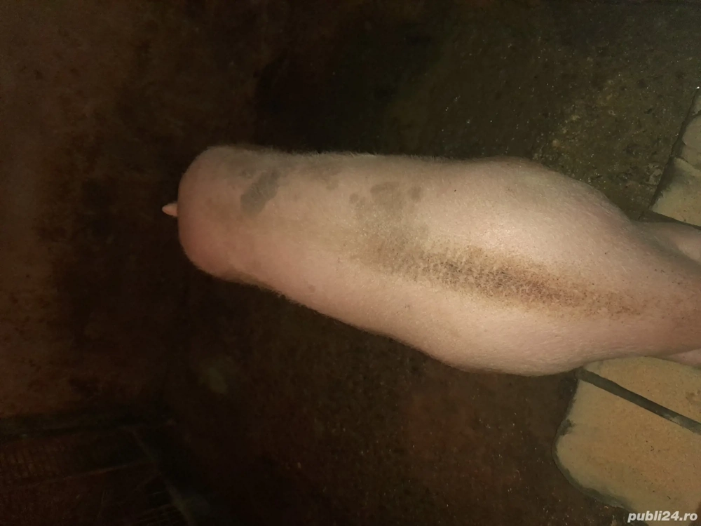 Vând 3 porci cu greutate într 100 si 200 kg 15 roni kg ,mai multe detalii la telefon   