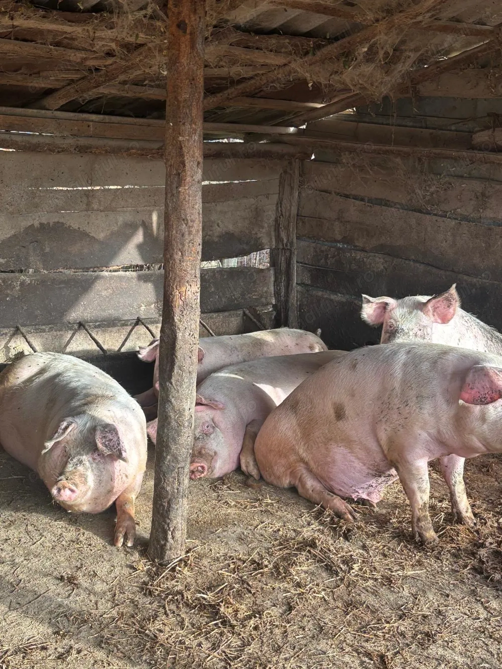 Vand porci intre 90 - 150 kg