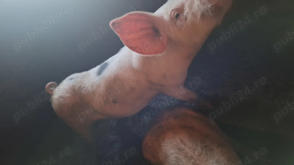 Șoldani de vânzare 