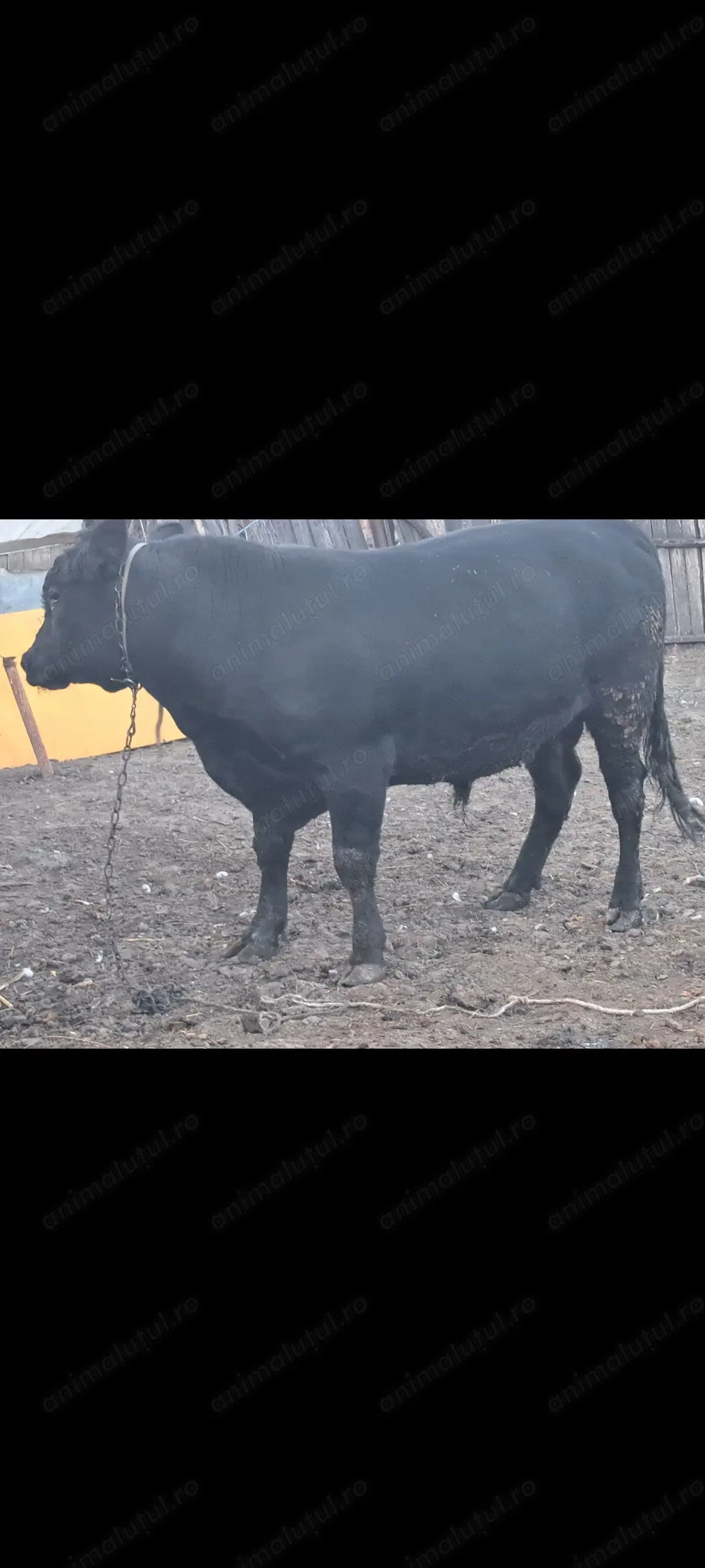 Vand taur angus pentru reproducere,sacrificare 500 kg un an si 2 luni mai multe detalii la tel 07681