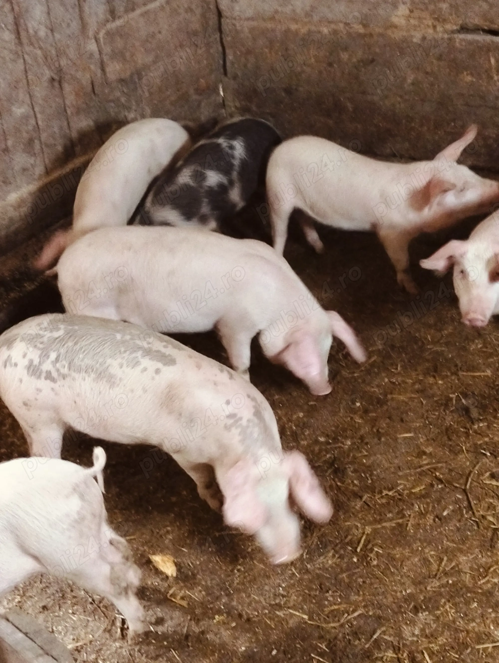 Șoldani de 3 luni jumate 