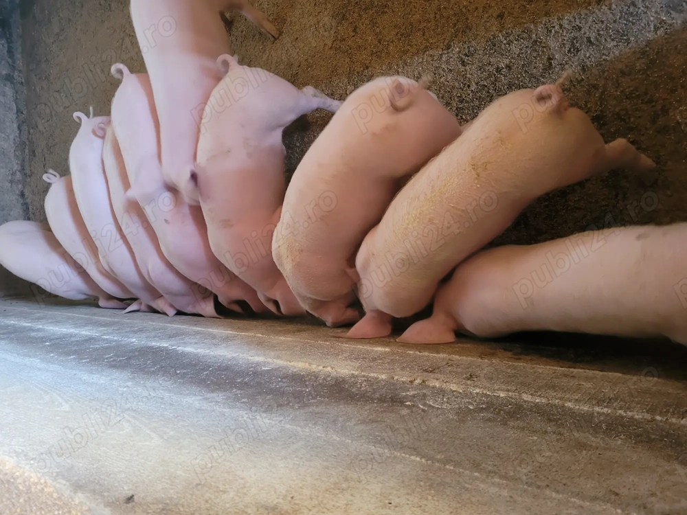 Soldani de vânzare! 