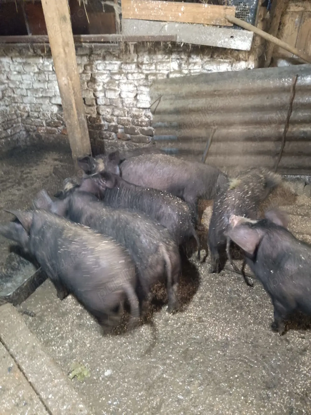 Vând purcei 12.saptamani