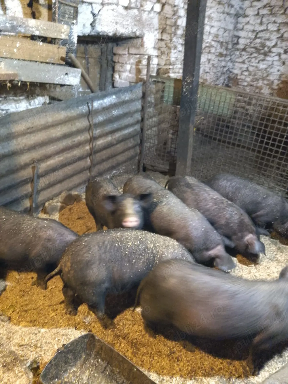 Vând purcei 12 saptamani