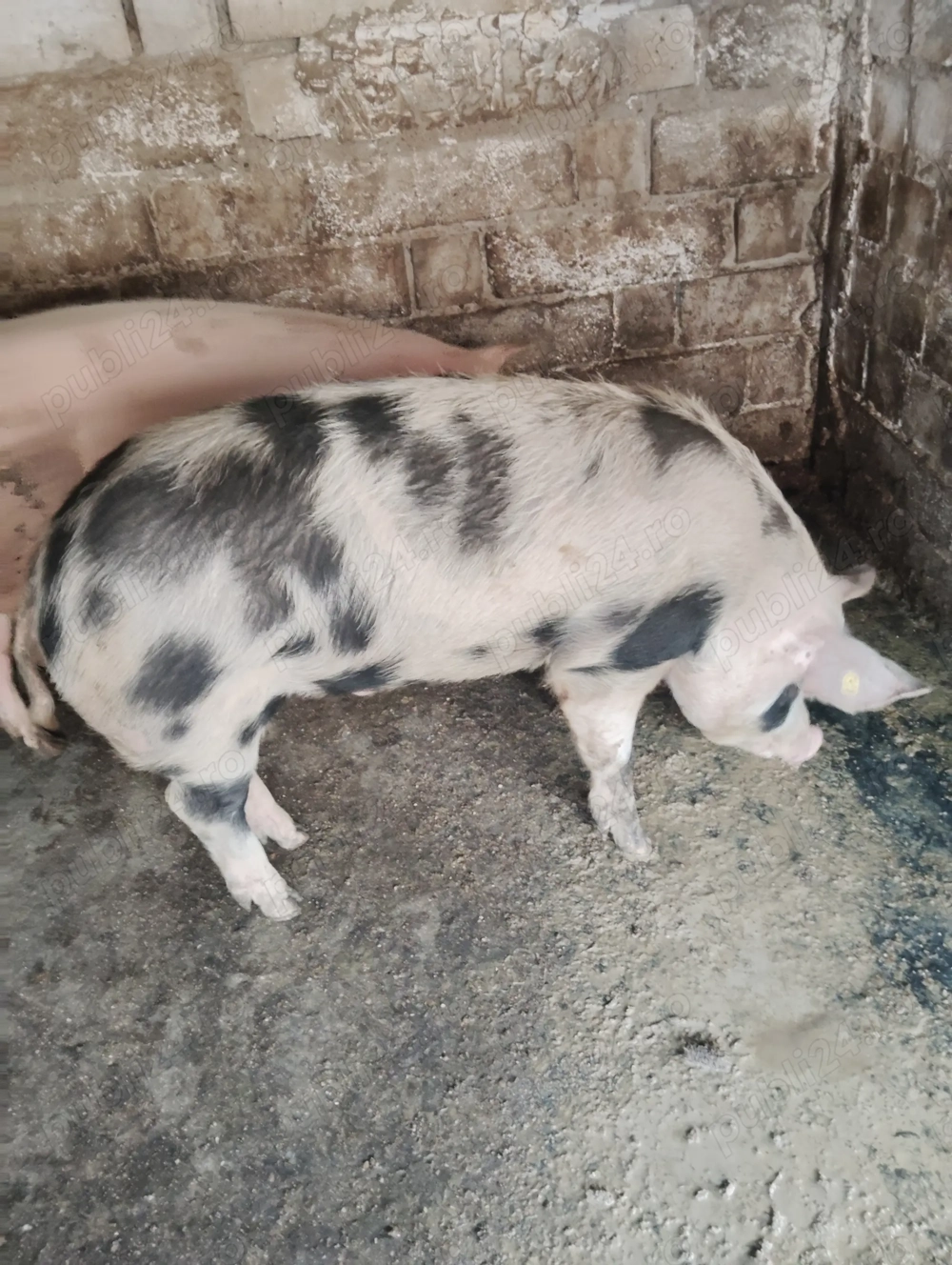Porci pentru Crăciun preț negociabil 