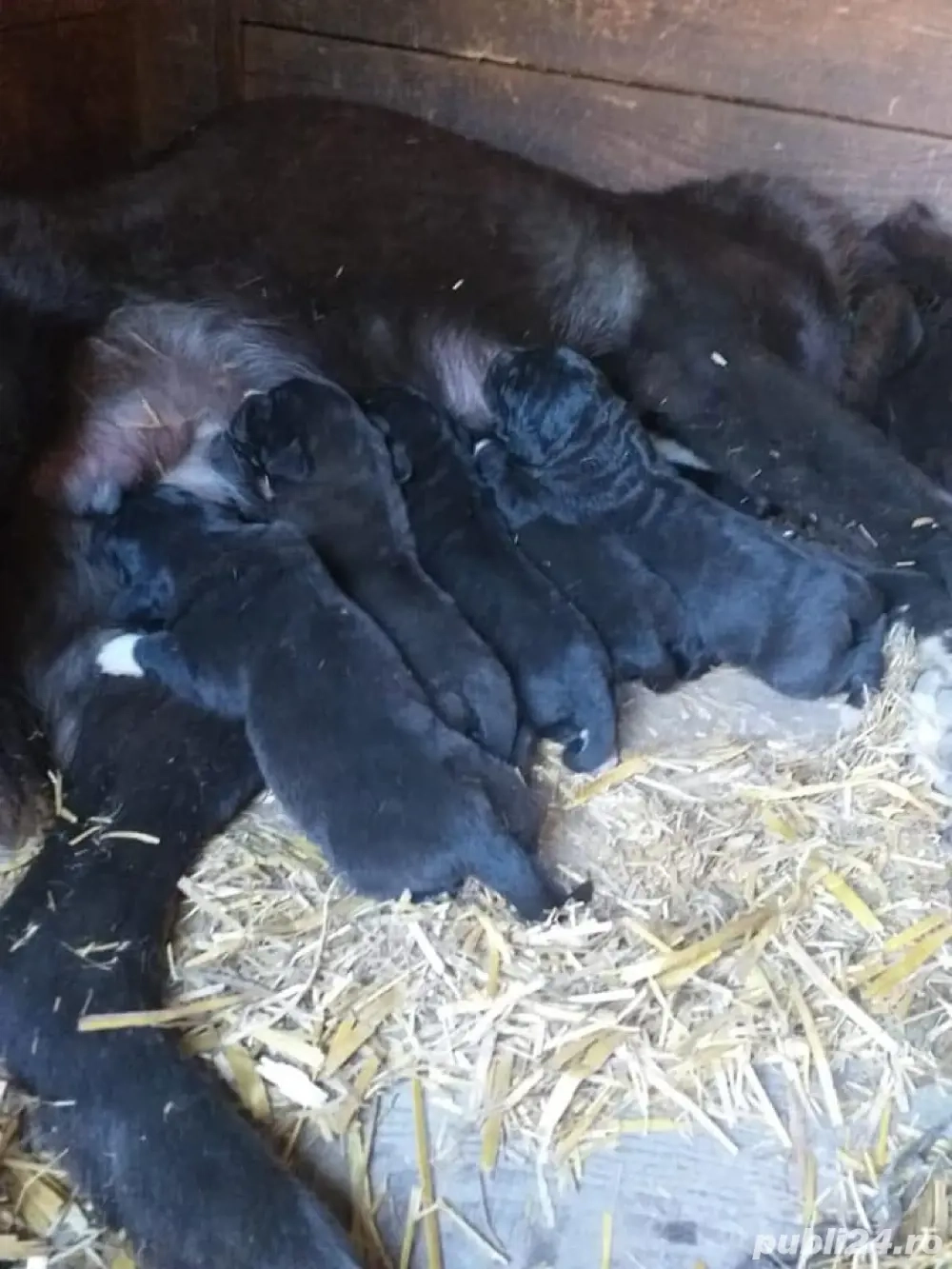 Pui Ciobanesc Corb Original