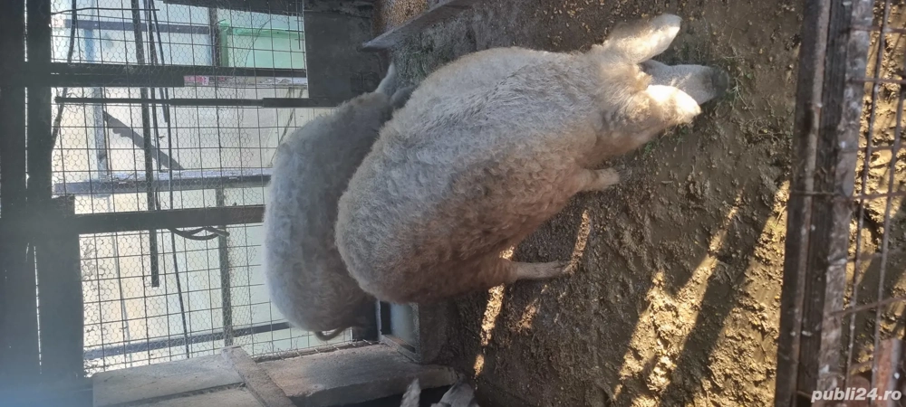 Vand porci mangalita