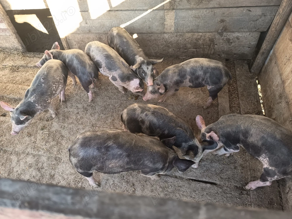 Bună ziua vând purcei 