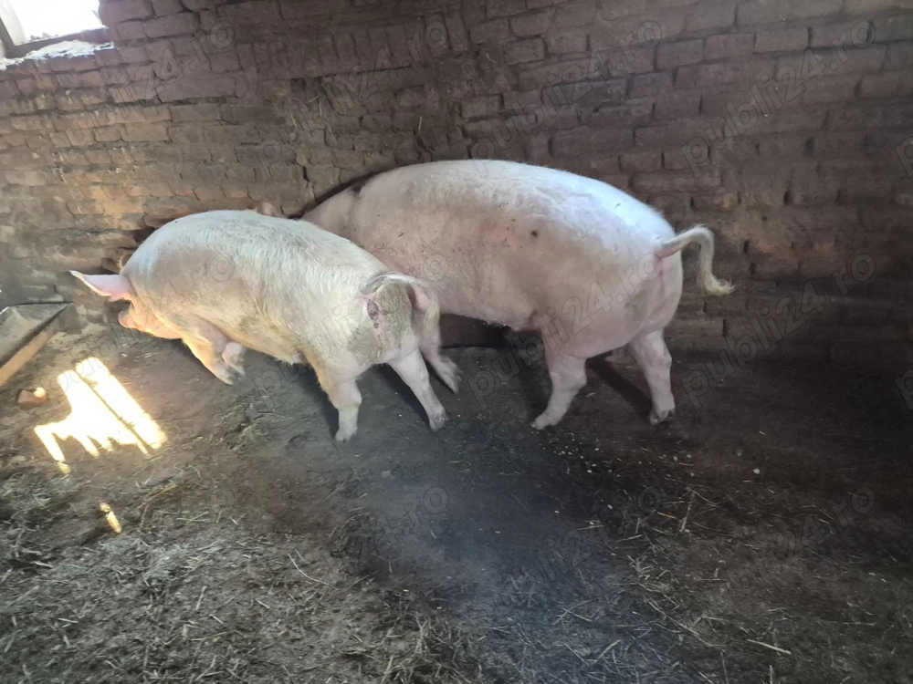 Porc și Purcea de vânzare disponibil în comuna Celaru jud Dolj