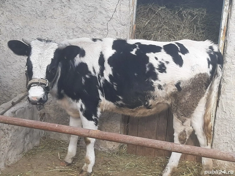 vițică de vânzare Tulcea cerna