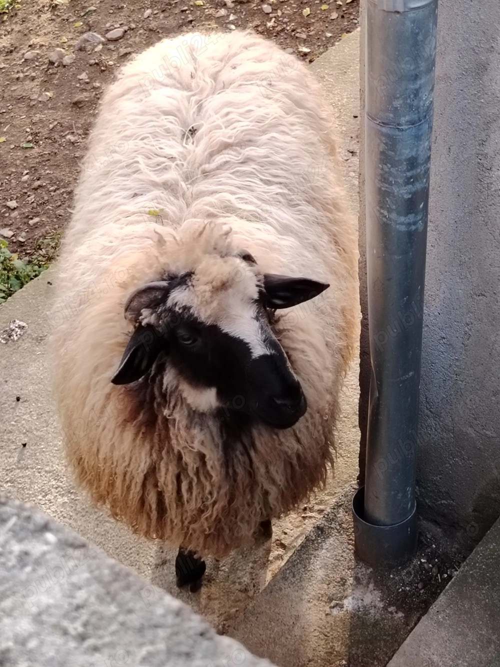 Berbec din primăvară 